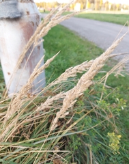 Calamagrostis epigejos