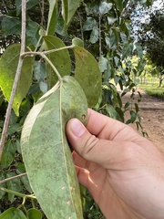 Bignonieae