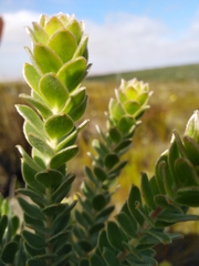 Leucospermum truncatulum