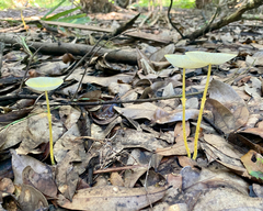 Leucocoprinus fragilissimus image