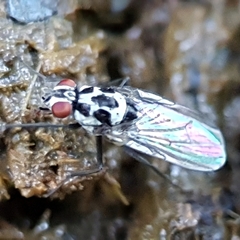 Anthomyia