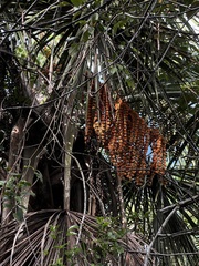 Mauritia flexuosa