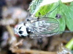Anthomyia