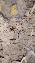 Trachelidae
