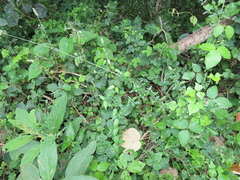 Achyropsis avicularis