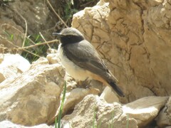 Oenanthe xanthoprymna