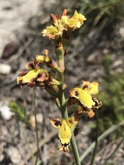 Tritoniopsis parviflora