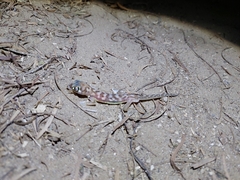 Pachydactylus rangei