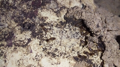 Fulleritermes mallyi