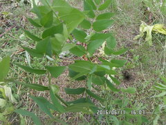 Galega orientalis