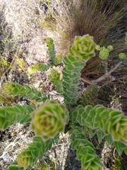 Leucospermum truncatulum