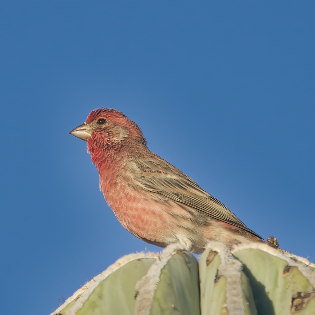 House Finch