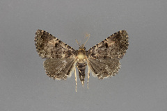 Metalectra miserulata