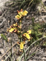 Tritoniopsis parviflora