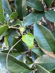 Gonolobus suberosus