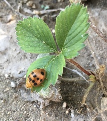 Epilachna tredecimnotata