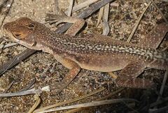 Oplurus quadrimaculatus