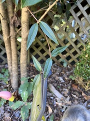 Gelsemium sempervirens