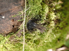 Stemonitis