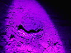 Pachydactylus rangei