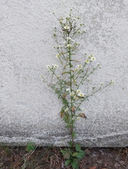 Erigeron annuus
