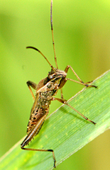 Alydus pilosulus