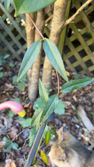 Gelsemium sempervirens