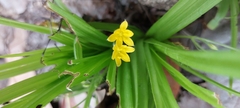 Hypoxis angustifolia buchananii