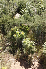 Leucadendron argenteum