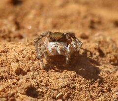 Aelurillus madagascariensis