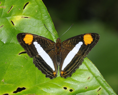 Adelpha thessalia