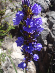 Aristea capitata