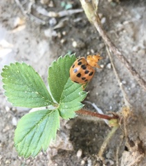 Epilachna tredecimnotata