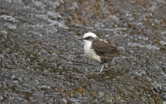 Cinclus leucocephalus