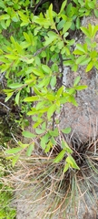 Diospyros lycioides