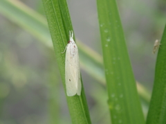 Scirpophaga