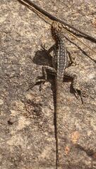 Oplurus quadrimaculatus