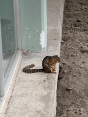 Notocitellus annulatus