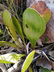 Mairia coriacea