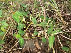 Acalypha villicaulis