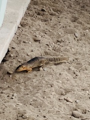 Notocitellus annulatus