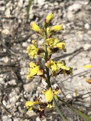 Tritoniopsis parviflora