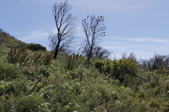 Leucadendron argenteum