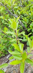 Diospyros lycioides