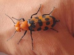 Cissites auriculata