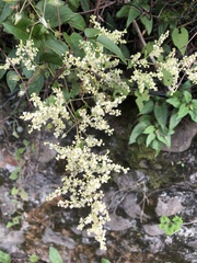 Clematis peterae lishanensis