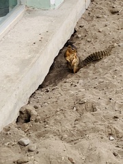 Notocitellus annulatus