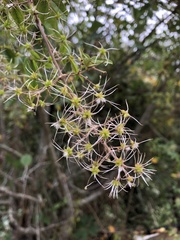 Clematis peterae lishanensis
