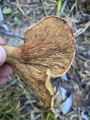 Paxillus cuprinus
