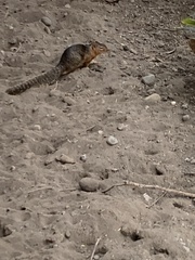 Notocitellus annulatus